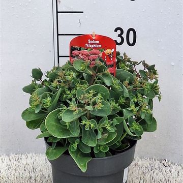 Sedum spectabile MIX