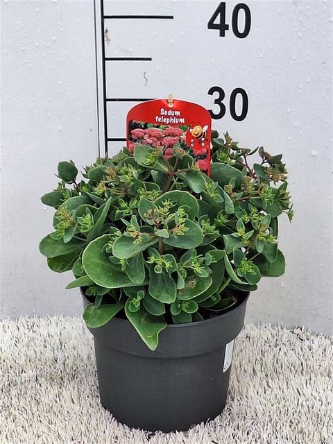 Sedum spectabile MIX