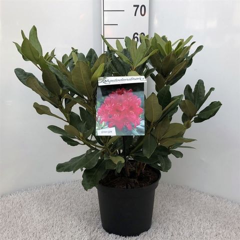 Rhododendron 'Nova Zembla'