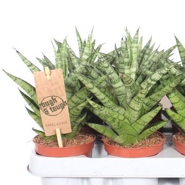 Sansevieria 'Tough Lady'