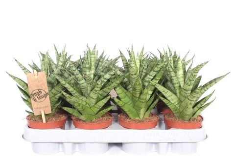 Sansevieria 'Tough Lady'