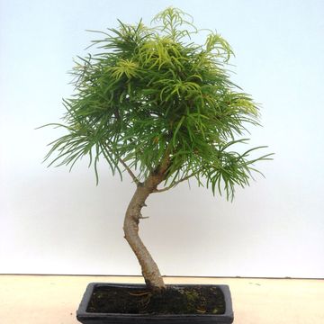 Pseudolarix amabilis