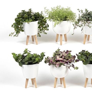 Plantes d'interieur MIX