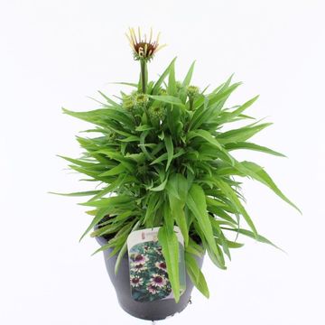 Echinacea purpurea 'Green Twister'