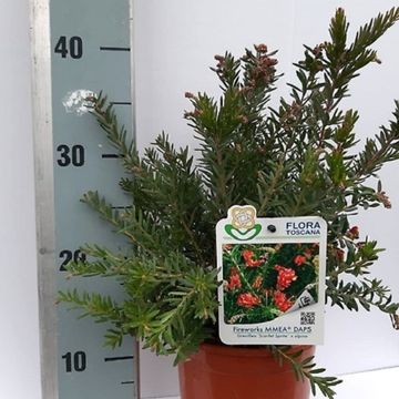 Grevillea 'Fireworks'