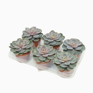 Echeveria 'Perle von Nürnberg'