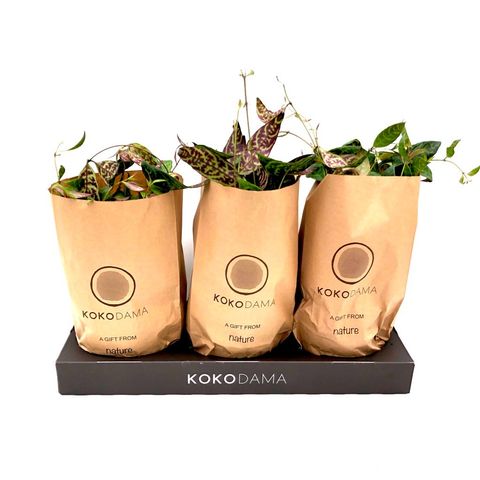 Aeschynanthus marmoratus