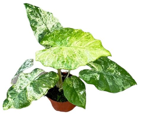 Alocasia odora 'Batik Variegata'