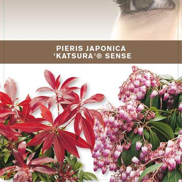 Pieris japonica 'Katsura'