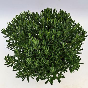 Andromeda polifolia 'Blue Ice'