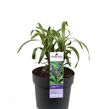 Liriope muscari 'Variegata'