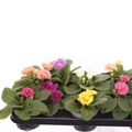 Primula RUBENS MIX