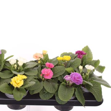 Primula RUBENS MIX