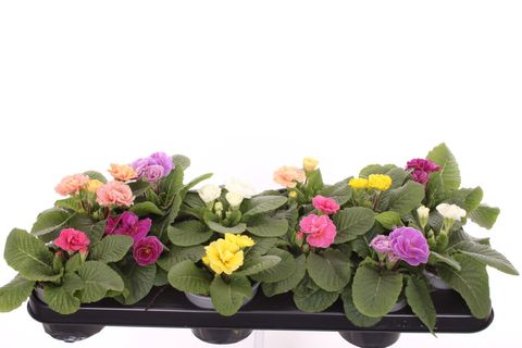 Primula RUBENS MIX