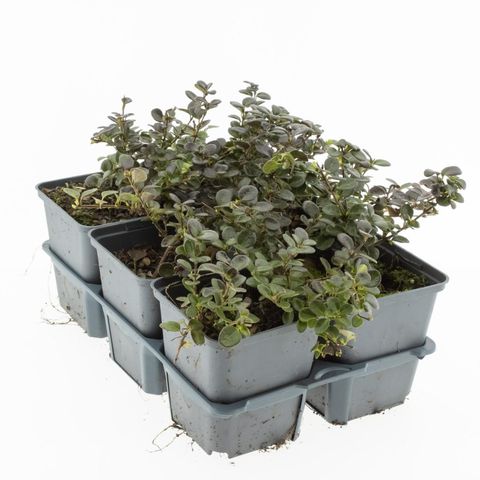 Lonicera crassifolia 'Little Honey'