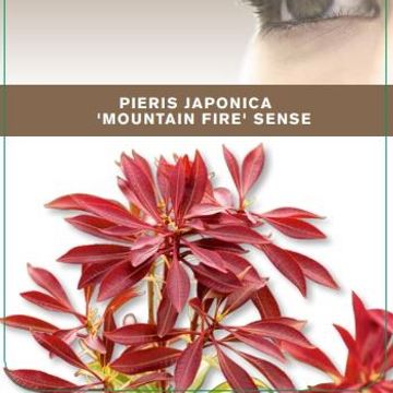 Pieris japonica 'Mountain Fire'