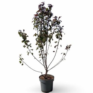 Malus toringo 'Scarlett'