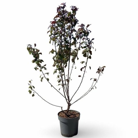 Malus toringo 'Scarlett'