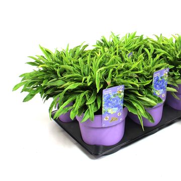 Campanula persicifolia 'Takion Blue'