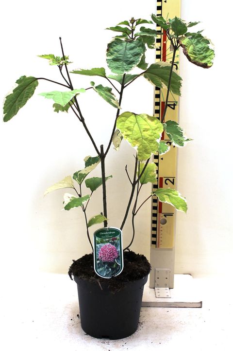 Clerodendrum bungei 'Pink Diamond'