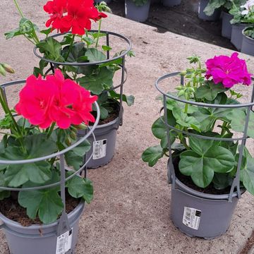 Pelargonium VILLE DE PARIS MIX