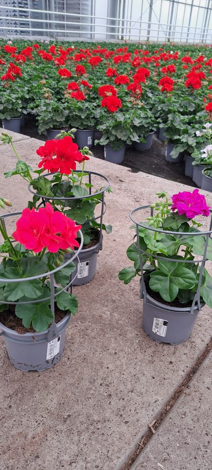 Pelargonium VILLE DE PARIS MIX