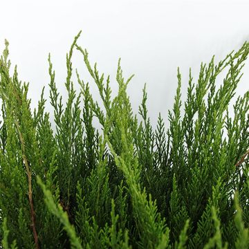 Juniperus x pfitzeriana 'Mint Julep'