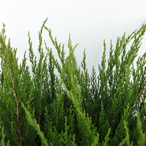 Juniperus x pfitzeriana 'Mint Julep'