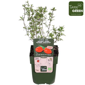 Lycium barbarum INSTANT SUCCESS