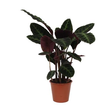 Calathea warscewiczii