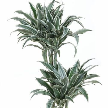 Dracaena fragrans 'White Bird'