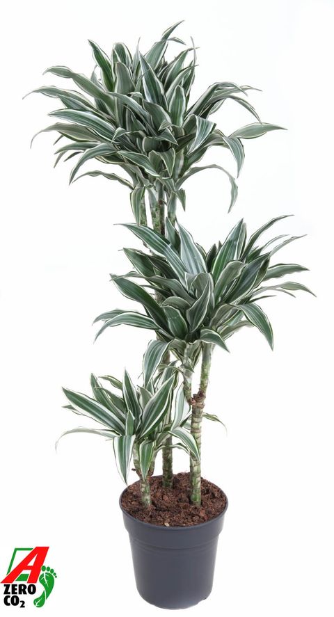 Dracaena fragrans 'White Bird'