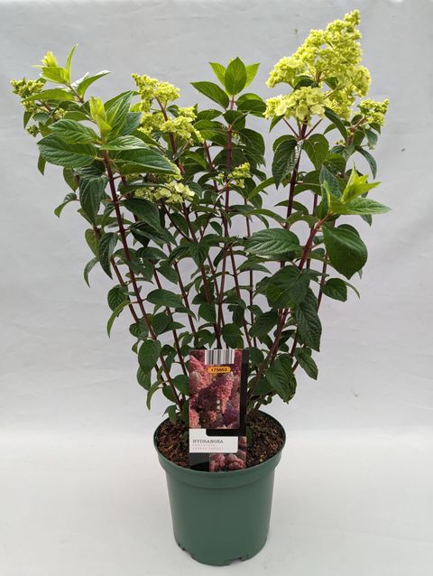 Hydrangea paniculata SUNDAE FRAISE
