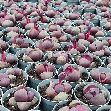 Pleiospilos nelii 'Royal Flush'