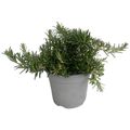 Rosmarinus officinalis 'Prostratus'