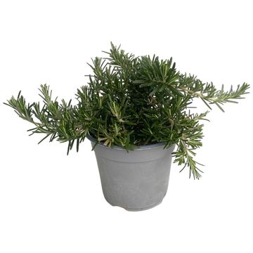 Rosmarinus officinalis 'Prostratus'