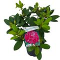 Rhododendron 'Germania'