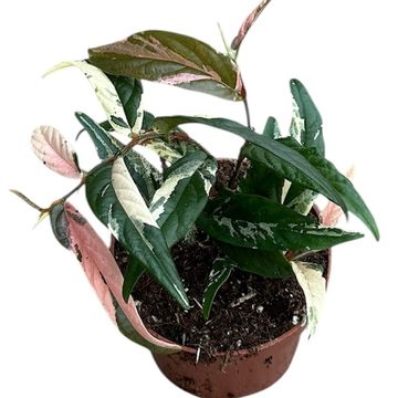 Ficus sagittata 'Variegata Pink'