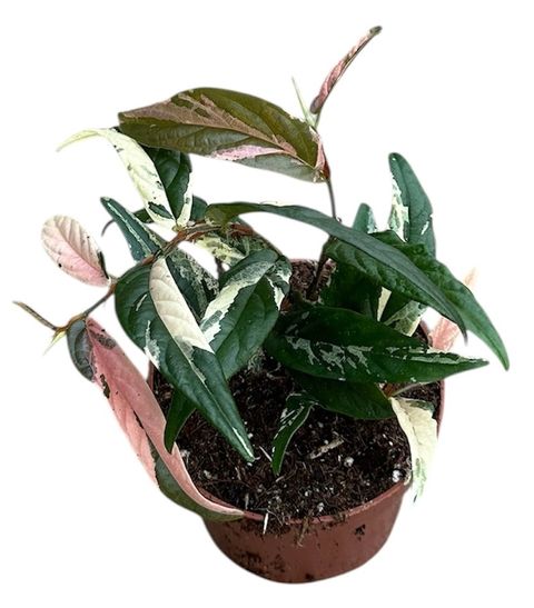 Ficus sagittata 'Variegata Pink'