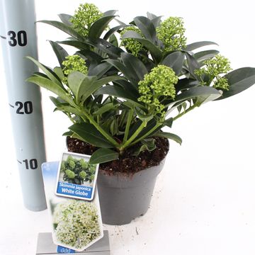 Skimmia japonica ВАЙТ ГЛОБ