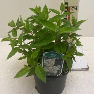 Hydrangea paniculata 'Grandiflora'