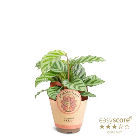 Calathea concinna 'Freddy'