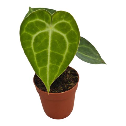 Anthurium 'King of Clarinervium Sulanjana'