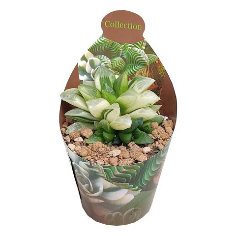 Haworthia retusa variegata