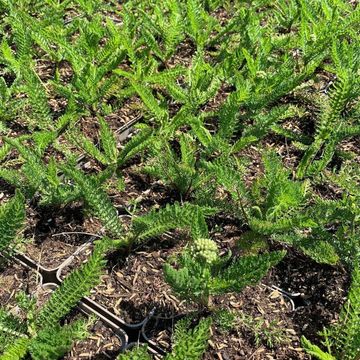 Achillea millefolium MILLY ROCK RED