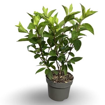 Hydrangea paniculata PINKY WINKY