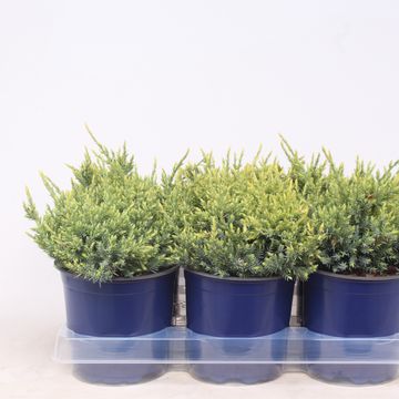 Juniperus squamata 'Holger'