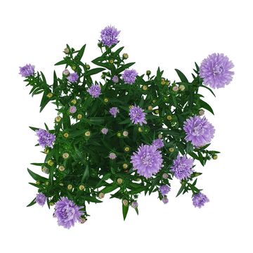Aster SHOWMAKERS LILAC SUNSET
