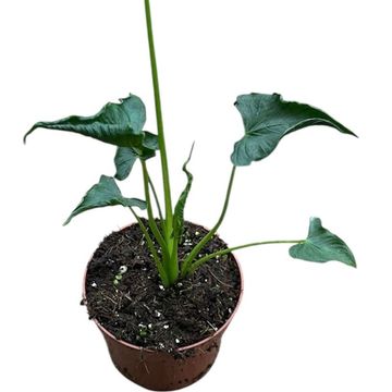 Alocasia 'Triangularis'