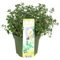 Thymus x citriodorus 'Summerdreams Lemon Green'